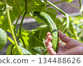 Old man's hands harvesting cucumbers 134488626