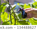 The hands of an old man harvesting eggplants from the field 134488627