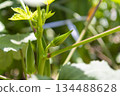 Okra fruit growing in the field 134488628