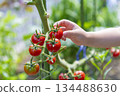 Child's hands picking cherry tomatoes 134488630