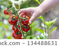Child's hands picking cherry tomatoes 134488631