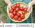 Child's hand holding cherry tomatoes in a colander 134488632