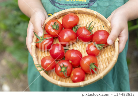 孩子的手拿著放在濾鍋裡的櫻桃番茄 孩子的手拿著放在濾鍋裡的櫻桃番茄 134488632