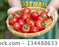 Child's hand holding cherry tomatoes in a colander 134488633