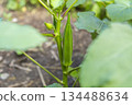 Okra fruit growing in the field 134488634