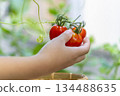 Child's hands picking cherry tomatoes 134488635