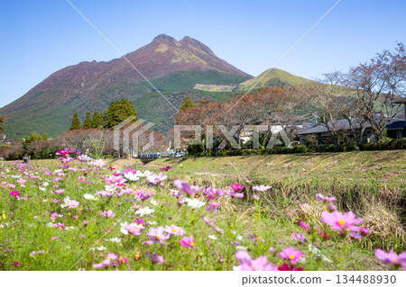 Autumn in Yufuin: Cosmos and Mount Yufu 134488930