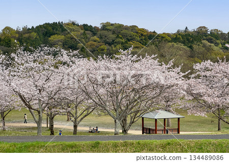 Nanasegawa Nature Park and cherry blossoms in full bloom Nanasegawa Nature Park and cherry blossoms in full bloom 134489086