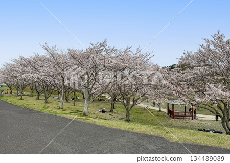 Nanasegawa Nature Park and cherry blossoms in full bloom 134489089