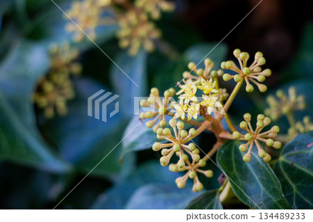 Ivy flowers and buds blooming in early winter 134489233