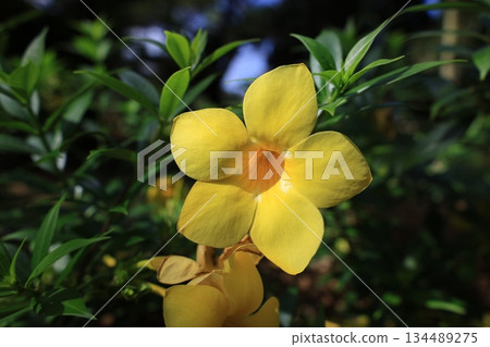 橙色高良薑漿果 134489275