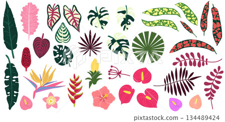 Tropical jungle leaves. Abstract summer plant. Beach leaf, graphic jungle. Drawing forest monstera palm and banana, hibiscus flower. Nature element for background. Vector design illustration set 134489424