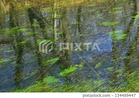 Clear stream of Daio Wasabi Farm in Azumino 134489447