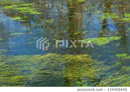 安曇野大王芥末農場的清流 134489448