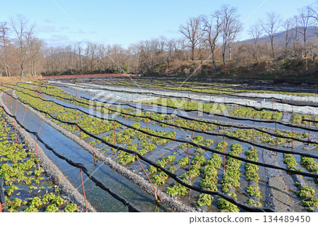 Azumino Daio wasabi farm of winter Azumino Daio wasabi farm of winter 134489450