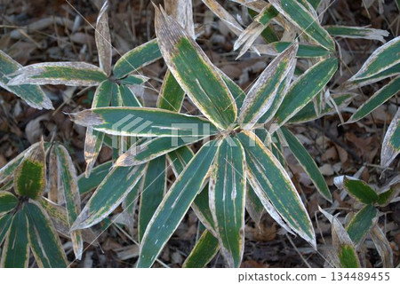 Winter bamboo leaves Winter bamboo leaves 134489455