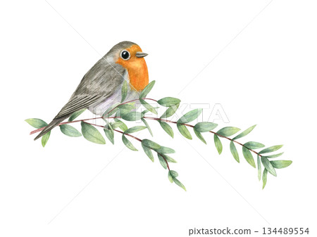 Watercolor robin bird sitting on slender branch with fresh green leaves illustration on isolated background. Small bird with orange breast. For greeting cards, website design, garden life decor. Watercolor robin bird sitting on slender branch with fresh green leaves illustration on isolated background. Small bird with orange breast. For greeting cards, website design, garden life decor. 134489554