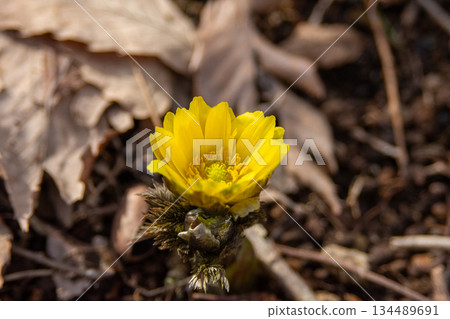 在初春盛開的福壽莊 在初春盛開的福壽莊 134489691