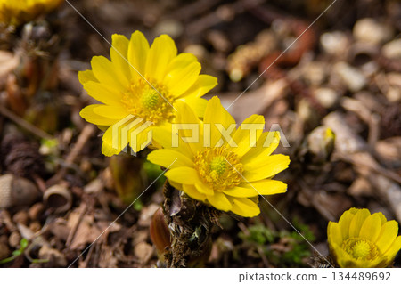 在早春的陽光下綻放的福壽莊 134489692