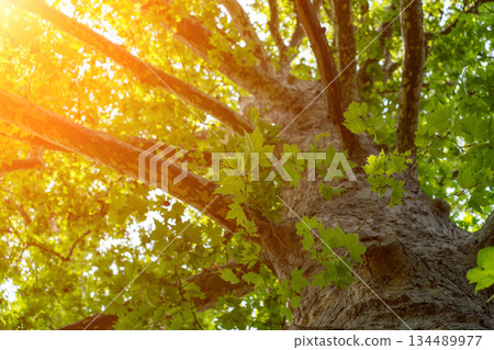 Tree Sunlight Leaves: Sunlight shining through green leaves on a tree branch, outdoors, on a sunny day. 134489977