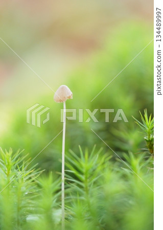 薄而小的蘑菇 薄而小的蘑菇 134489997