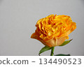 Rose of orange 134490523