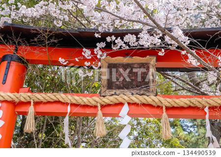 [World Heritage Site: Cultural Assets of Ancient Kyoto] Somei Yoshino Cherry Blossoms and Torii Gate at Ujikami Shrine 4, Uji City, Kyoto Prefecture 134490539