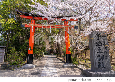 【世界遺產：古京都文化財產】京都府宇治市宇治上神社2參道處的春景 134490540
