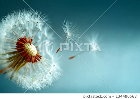 Closeup of dandelion on natural background 134490568