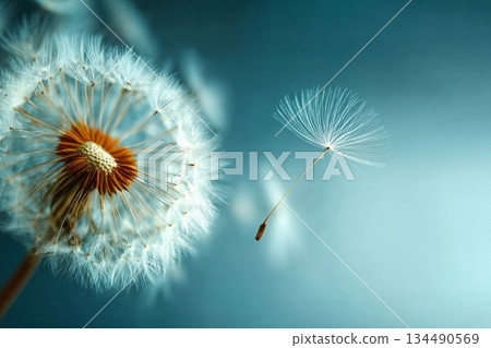 Closeup of dandelion on natural background Closeup of dandelion on natural background 134490569