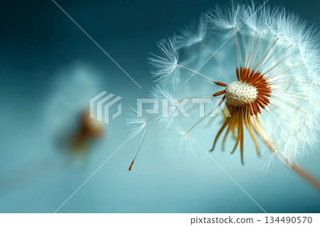Closeup of dandelion on natural background 134490570