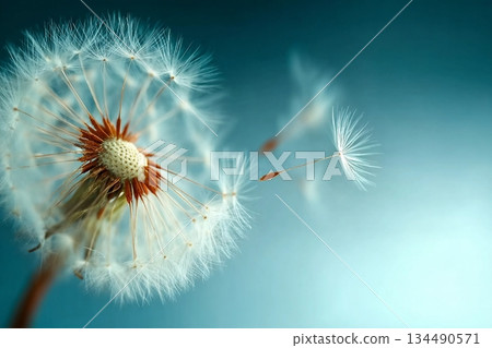 Closeup of dandelion on natural background Closeup of dandelion on natural background 134490571