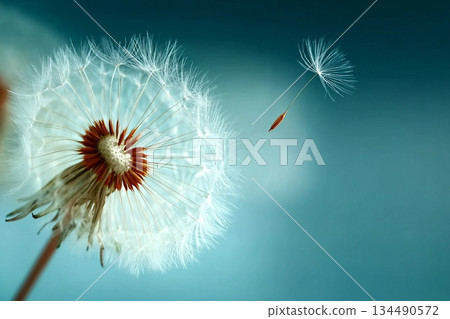 Closeup of dandelion on natural background Closeup of dandelion on natural background 134490572
