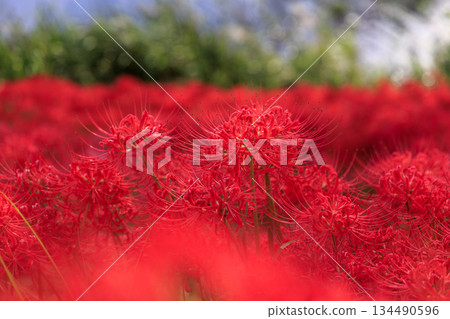 A cluster of bright red spider lilies blooming all over the Tsuyagawa cluster amaryllis colony in Gifu Prefecture A cluster of bright red spider lilies blooming all over the Tsuyagawa cluster amaryllis colony in Gifu Prefecture 134490596
