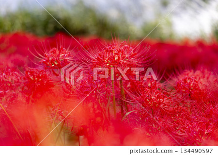 岐阜縣津屋川群生朱頂紅種植園裡，盛開著一叢叢鮮紅的蜘蛛百合。 134490597