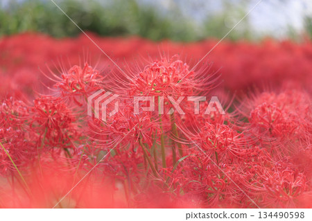 A cluster of bright red spider lilies blooming all over the Tsuyagawa cluster amaryllis colony in Gifu Prefecture A cluster of bright red spider lilies blooming all over the Tsuyagawa cluster amaryllis colony in Gifu Prefecture 134490598