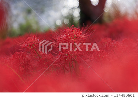 岐阜縣津屋川群生朱頂紅種植園裡，盛開著一叢叢鮮紅的蜘蛛百合。 134490601