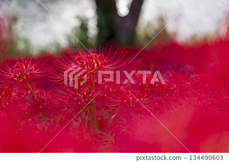 A cluster of bright red spider lilies blooming all over the Tsuyagawa cluster amaryllis colony in Gifu Prefecture A cluster of bright red spider lilies blooming all over the Tsuyagawa cluster amaryllis colony in Gifu Prefecture 134490603
