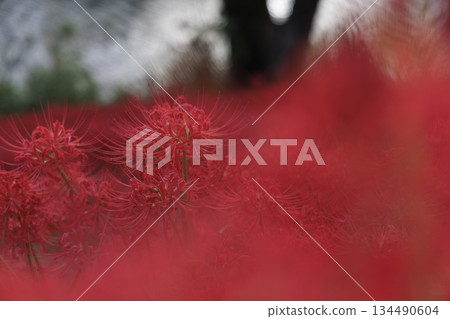 A cluster of bright red spider lilies blooming all over the Tsuyagawa cluster amaryllis colony in Gifu Prefecture A cluster of bright red spider lilies blooming all over the Tsuyagawa cluster amaryllis colony in Gifu Prefecture 134490604