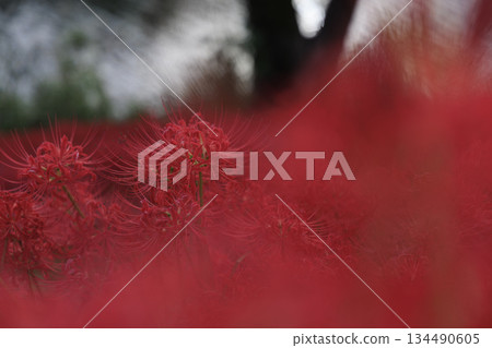 A cluster of bright red spider lilies blooming all over the Tsuyagawa cluster amaryllis colony in Gifu Prefecture 134490605
