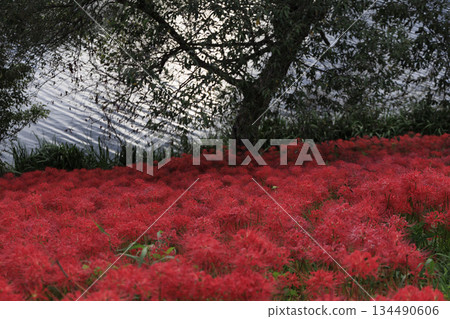 A cluster of bright red spider lilies blooming all over the Tsuyagawa cluster amaryllis colony in Gifu Prefecture 134490606