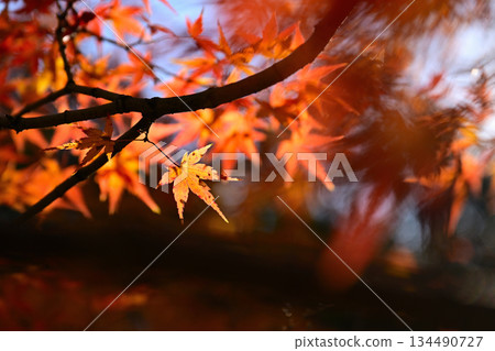 Bright red autumn leaves 134490727