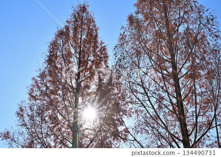 Fallen metasequoia tree and the sun 134490731