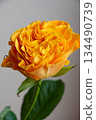 Rose of orange 134490739