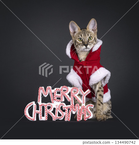 Dressed up cat on black background 134490742