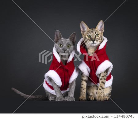 Dressed up cat on black background 134490743
