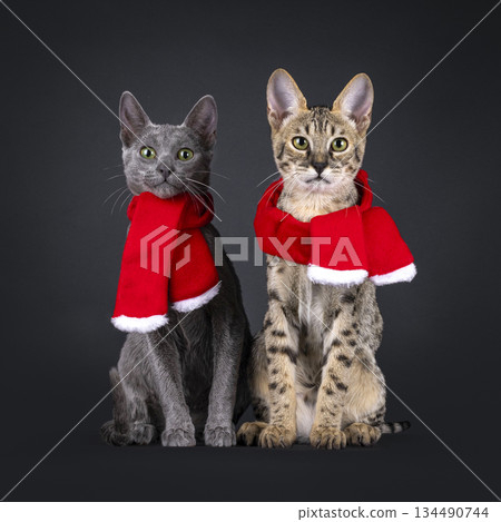 Dressed up cat on black background Dressed up cat on black background 134490744