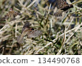 sparrows fly 134490768