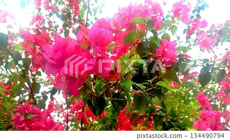 Pink Tropical Flower Blooming in Garden 4K 134490794