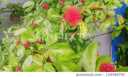 Pink Round Flowers by the Wall 4K 134490795